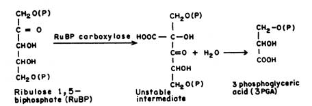 Ribulose Biphosphate Carboxylase